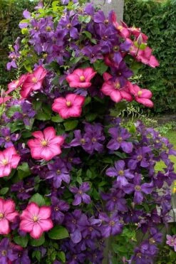 Etoile Violette Clematis - 1 Gallon Pot 14 Etoile Violette Clematis - 1 Gallon Pot -Garden Outdoor Plant Store clematis etoile violette 4