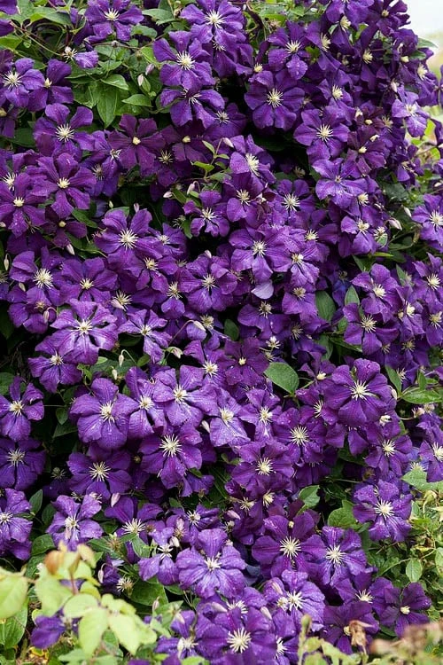 Etoile Violette Clematis - 1 Gallon Pot 3 Etoile Violette Clematis - 1 Gallon Pot