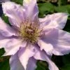 Filigree Clematis - 1 Gallon Pot 1 Filigree Clematis - 1 Gallon Pot -Garden Outdoor Plant Store clematis filigree 3