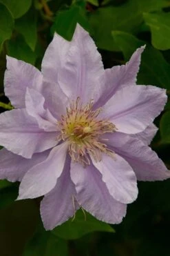 Filigree Clematis - 1 Gallon Pot 15 Filigree Clematis - 1 Gallon Pot -Garden Outdoor Plant Store clematis filigree 4