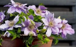 Filigree Clematis - 1 Gallon Pot 14 Filigree Clematis - 1 Gallon Pot -Garden Outdoor Plant Store clematis filigree 7