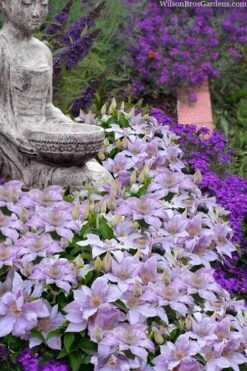 Filigree Clematis - 1 Gallon Pot 12 Filigree Clematis - 1 Gallon Pot -Garden Outdoor Plant Store clematis filigree 9