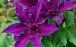 Fleuri Clematis - 1 Gallon Pot 13 Fleuri Clematis - 1 Gallon Pot -Garden Outdoor Plant Store clematis fleuri 10