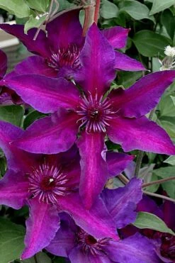 Fleuri Clematis - 1 Gallon Pot 12 Fleuri Clematis - 1 Gallon Pot -Garden Outdoor Plant Store clematis fleuri 11