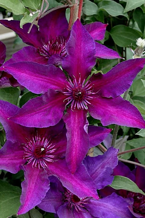 Fleuri Clematis - 1 Gallon Pot 7 Fleuri Clematis - 1 Gallon Pot - Image 5