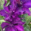 Fleuri Clematis - 1 Gallon Pot -Garden Outdoor Plant Store clematis fleuri 14