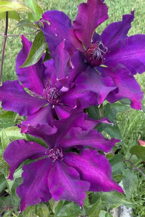Fleuri Clematis - 1 Gallon Pot 3 Fleuri Clematis - 1 Gallon Pot