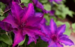 Fleuri Clematis - 1 Gallon Pot 11 Fleuri Clematis - 1 Gallon Pot -Garden Outdoor Plant Store clematis fleuri 19