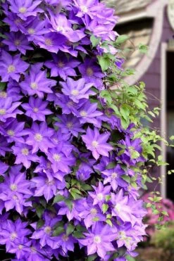 General Sikorski Clematis - 1 Gallon Pot 15 General Sikorski Clematis - 1 Gallon Pot -Garden Outdoor Plant Store clematis general sikorski 11