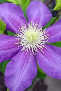 General Sikorski Clematis - 1 Gallon Pot 16 General Sikorski Clematis - 1 Gallon Pot -Garden Outdoor Plant Store clematis general sikorski 8