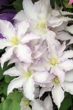 Gillian Blades Clematis - 1 Gallon Pot 12 Gillian Blades Clematis - 1 Gallon Pot -Garden Outdoor Plant Store clematis gillian blades 500x750 1