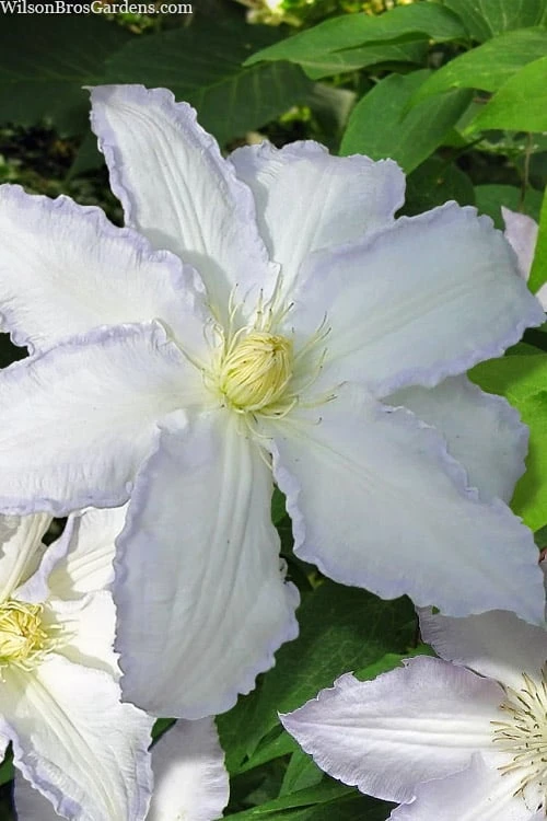 Gillian Blades Clematis - 1 Gallon Pot 3 Gillian Blades Clematis - 1 Gallon Pot