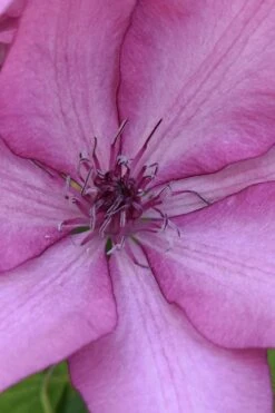 Giselle Clematis - 1 Gallon Pot -Garden Outdoor Plant Store clematis giselle 10