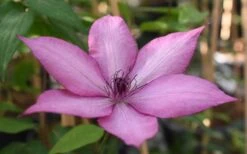 Giselle Clematis - 1 Gallon Pot -Garden Outdoor Plant Store clematis giselle 11