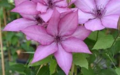 Giselle Clematis - 1 Gallon Pot -Garden Outdoor Plant Store clematis giselle 12