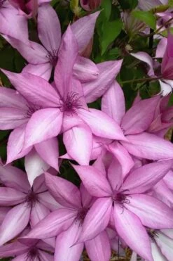 Giselle Clematis - 1 Gallon Pot -Garden Outdoor Plant Store clematis giselle 13