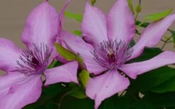 Giselle Clematis - 1 Gallon Pot -Garden Outdoor Plant Store clematis giselle 7