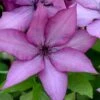 Giselle Clematis - 1 Gallon Pot -Garden Outdoor Plant Store clematis giselle 9