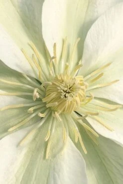 Guernsey Cream Clematis - 1 Gallon Pot 14 Guernsey Cream Clematis - 1 Gallon Pot -Garden Outdoor Plant Store clematis guernsey cream 1