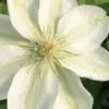 Guernsey Cream Clematis - 1 Gallon Pot 2 Guernsey Cream Clematis - 1 Gallon Pot -Garden Outdoor Plant Store clematis guernsey cream 2