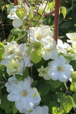 Guernsey Cream Clematis - 1 Gallon Pot 13 Guernsey Cream Clematis - 1 Gallon Pot -Garden Outdoor Plant Store clematis guernsey cream 3