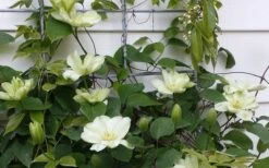 Guernsey Cream Clematis - 1 Gallon Pot 15 Guernsey Cream Clematis - 1 Gallon Pot -Garden Outdoor Plant Store clematis guernsey cream 4