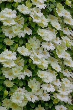 Guernsey Cream Clematis - 1 Gallon Pot 12 Guernsey Cream Clematis - 1 Gallon Pot -Garden Outdoor Plant Store clematis guernsey cream 5