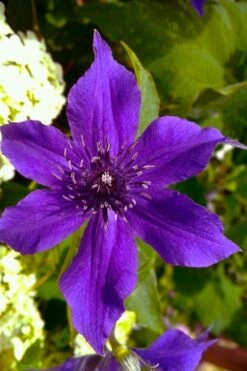 Guiding Promise Clematis - 1 Gallon Pot -Garden Outdoor Plant Store clematis guiding promise 1