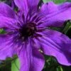 Guiding Promise Clematis - 1 Gallon Pot 1 Guiding Promise Clematis - 1 Gallon Pot -Garden Outdoor Plant Store clematis guiding promise 4