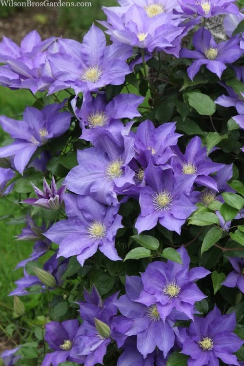H. F. Young Clematis - 3 Gallon Pot 6 H. F. Young Clematis - 3 Gallon Pot - Image 4