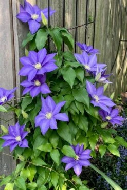 H. F. Young Clematis - 3 Gallon Pot 12 H. F. Young Clematis - 3 Gallon Pot -Garden Outdoor Plant Store clematis h f young 5 1