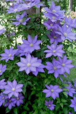 H. F. Young Clematis - 3 Gallon Pot 13 H. F. Young Clematis - 3 Gallon Pot -Garden Outdoor Plant Store clematis h f young 9 1
