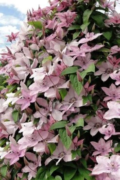 Hagley Hybrid Clematis - 1 Gallon Pot 17 Hagley Hybrid Clematis - 1 Gallon Pot -Garden Outdoor Plant Store clematis hagley hybrid 11