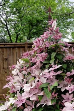 Hagley Hybrid Clematis - 1 Gallon Pot 16 Hagley Hybrid Clematis - 1 Gallon Pot -Garden Outdoor Plant Store clematis hagley hybrid 12