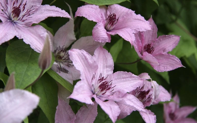Hagley Hybrid Clematis - 1 Gallon Pot 6 Hagley Hybrid Clematis - 1 Gallon Pot - Image 4