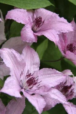 Hagley Hybrid Clematis - 1 Gallon Pot 18 Hagley Hybrid Clematis - 1 Gallon Pot -Garden Outdoor Plant Store clematis hagley hybrid 14