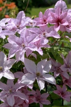 Hagley Hybrid Clematis - 1 Gallon Pot 20 Hagley Hybrid Clematis - 1 Gallon Pot -Garden Outdoor Plant Store clematis hagley hybrid 18