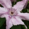 Hagley Hybrid Clematis - 1 Gallon Pot -Garden Outdoor Plant Store clematis hagley hybrid 20