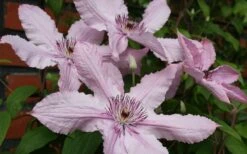 Hagley Hybrid Clematis - 1 Gallon Pot 19 Hagley Hybrid Clematis - 1 Gallon Pot -Garden Outdoor Plant Store clematis hagley hybrid 21