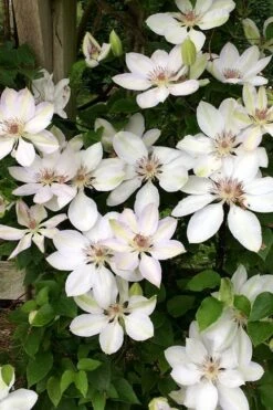 Henryi Clematis - 1 Gallon Pot -Garden Outdoor Plant Store clematis henryi 2