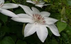 Henryi Clematis - 1 Gallon Pot -Garden Outdoor Plant Store clematis henryi 3