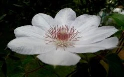 Henryi Clematis - 1 Gallon Pot -Garden Outdoor Plant Store clematis henryi 4