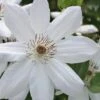 Henryi Clematis - 1 Gallon Pot 1 Henryi Clematis - 1 Gallon Pot -Garden Outdoor Plant Store clematis henryi 5