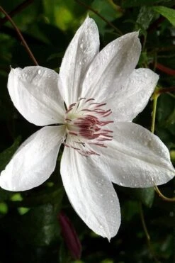 Henryi Clematis - 1 Gallon Pot -Garden Outdoor Plant Store clematis henryi 6