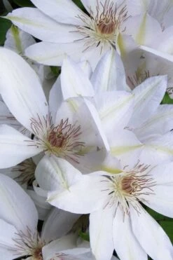 Henryi Clematis - 1 Gallon Pot -Garden Outdoor Plant Store clematis henryi 7