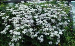 Huldine Clematis - 1 Gallon Pot 15 Huldine Clematis - 1 Gallon Pot -Garden Outdoor Plant Store clematis huldine 11