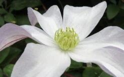 Huldine Clematis - 1 Gallon Pot 16 Huldine Clematis - 1 Gallon Pot -Garden Outdoor Plant Store clematis huldine 3