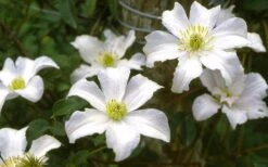 Huldine Clematis - 1 Gallon Pot 18 Huldine Clematis - 1 Gallon Pot -Garden Outdoor Plant Store clematis huldine 6
