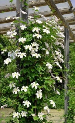 Huldine Clematis - 1 Gallon Pot 19 Huldine Clematis - 1 Gallon Pot -Garden Outdoor Plant Store clematis huldine 7jpg