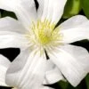 Huldine Clematis - 1 Gallon Pot -Garden Outdoor Plant Store clematis huldine 8